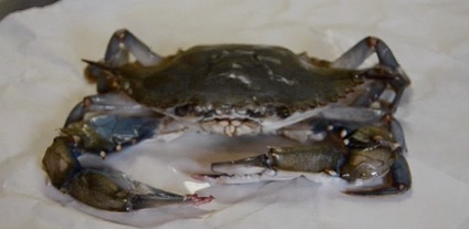 Soft Shell Crab